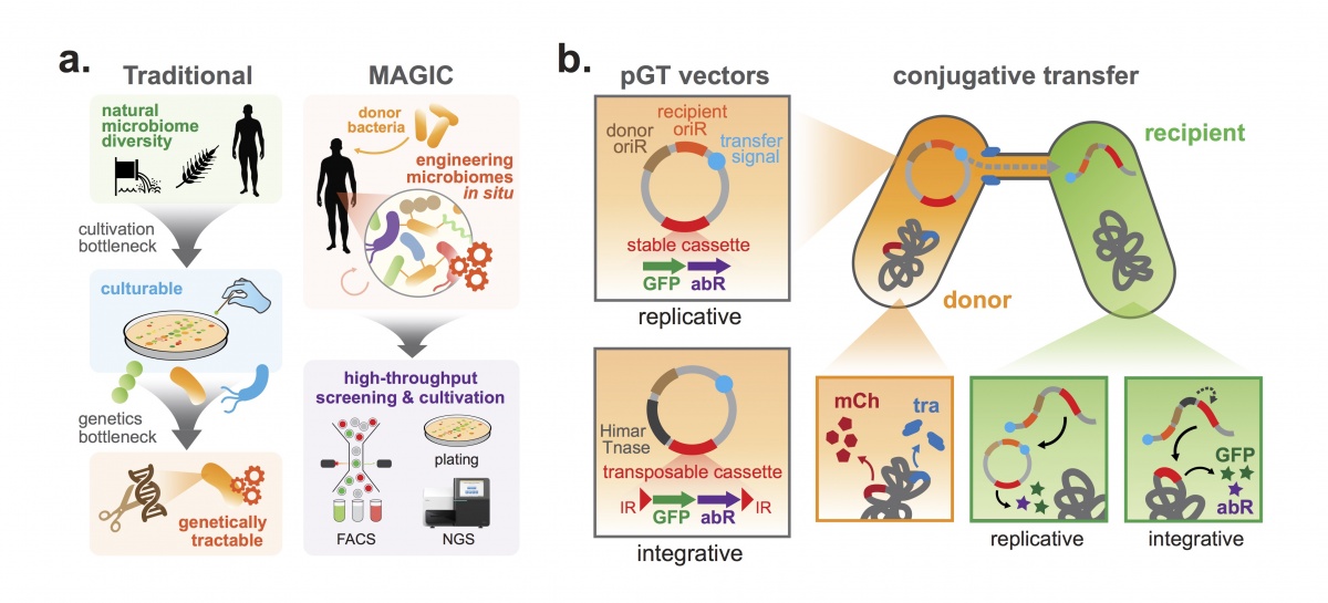 Synthetic Biology | Columbia University Department Of Systems Biology